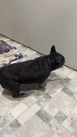 Mega, a female French Bulldog for sale in Greenville, SC – 7 of 10