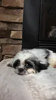 Rex, a male Mal Shi for sale in Greenville, SC – 3 of 10