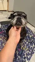 Mega, a female French Bulldog for sale in Greenville, SC – 8 of 10