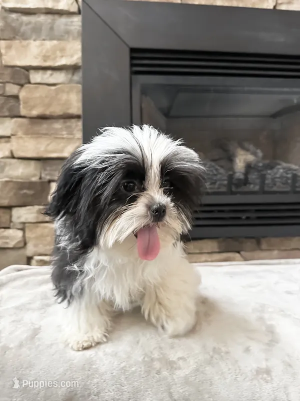 Tux  – Mal Shi puppy for sale in Greenville, SC