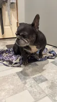 Mega, a female French Bulldog for sale in Greenville, SC – 2 of 10
