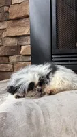 Rex, a male Mal Shi for sale in Greenville, SC – 2 of 10