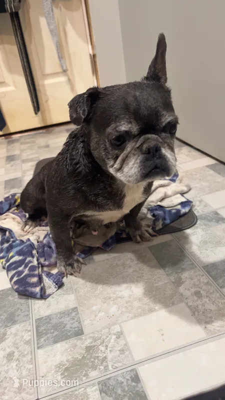 Mega – French Bulldog puppy for sale in Greenville, SC
