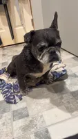 Mega, a female French Bulldog for sale in Greenville, SC – 1 of 10