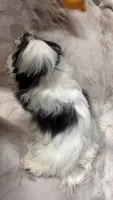 Rex, a male Mal Shi for sale in Greenville, SC – 9 of 10