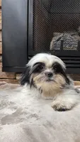 Rex, a male Mal Shi for sale in Greenville, SC – 10 of 10