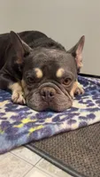 Spartak, a male French Bulldog for sale in Greenville, SC – 4 of 10