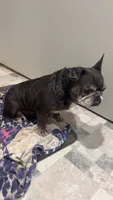 Mega, a female French Bulldog for sale in Greenville, SC – 3 of 10