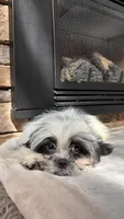 Rex, a male Mal Shi for sale in Greenville, SC – 5 of 10