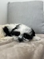 Panda, a male Mal Shi for sale in Greenville, SC – 4 of 10