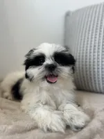 Panda, a male Mal Shi for sale in Greenville, SC – 1 of 10