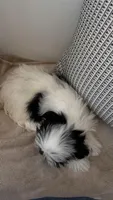 Panda, a male Mal Shi for sale in Greenville, SC – 8 of 10