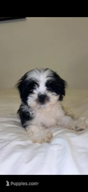 Tux – Mal Shi puppy for sale in Greenville, SC