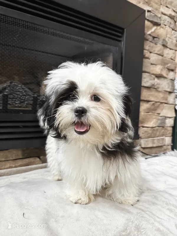 Spots – Mal Shi puppy for sale in Greenville, SC