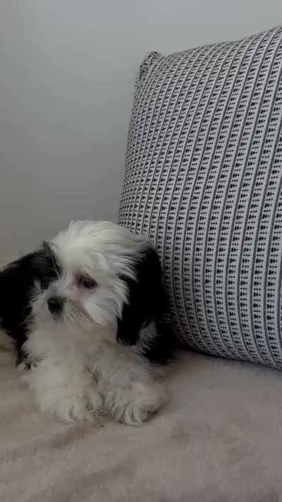 Spots, a male Mal Shi for sale in Greenville, SC – 10 of 10