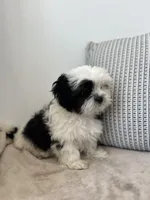Spots, a male Mal Shi for sale in Greenville, SC – 2 of 10