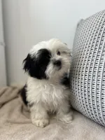 Spots, a male Mal Shi for sale in Greenville, SC – 5 of 10
