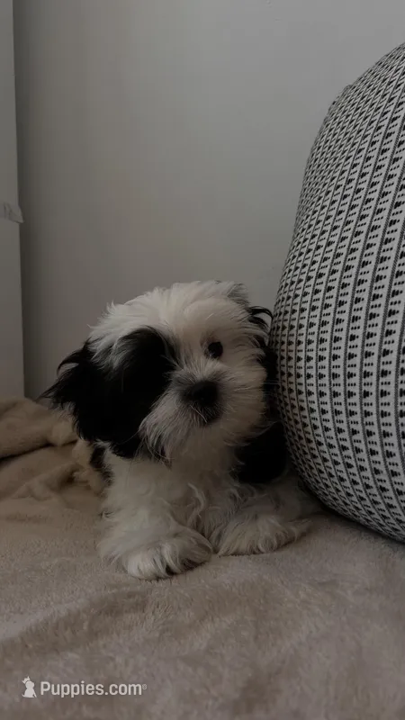 Spots – Mal Shi puppy for sale in Greenville, SC