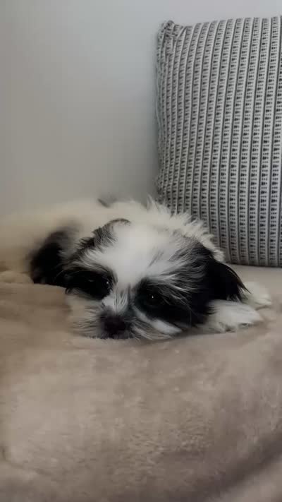 Panda, a male Mal Shi for sale in Greenville, SC – 10 of 10