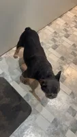 Spartak, a male French Bulldog for sale in Greenville, SC – 6 of 10