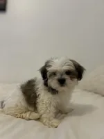 Brownie, a male Mal Shi for sale in Greenville, SC – Photo 3 of 7