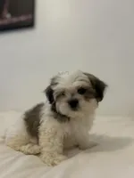 Brownie, a male Mal Shi for sale in Greenville, SC – Photo 4 of 7