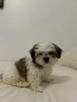 Brownie, a male Mal Shi for sale in Greenville, SC – Photo 2 of 7