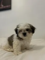 Brownie, a male Mal Shi for sale in Greenville, SC – Photo 5 of 7