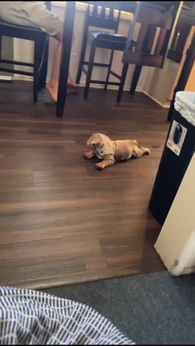 Kilo , a male English Bulldog for sale in Los Angeles, CA – 3 of 4