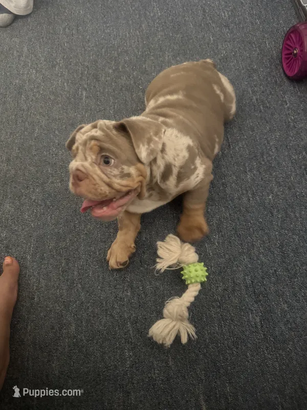 Kilo  – English Bulldog puppy for sale in Los Angeles, CA