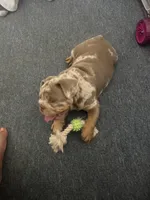 Kilo , a male English Bulldog for sale in Los Angeles, CA – 2 of 4