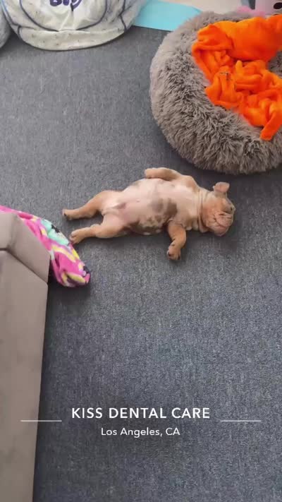 Kilo , a male English Bulldog for sale in Los Angeles, CA – 4 of 4