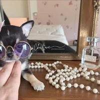 Kissy (On Hold), a male Chihuahua for sale in Red Rock, AZ – Photo 2 of 5