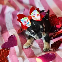 Kissy (On Hold), a male Chihuahua for sale in Red Rock, AZ – Photo 4 of 5