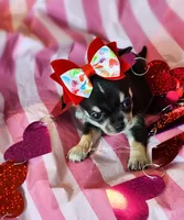 Kissy (On Hold), a male Chihuahua for sale in Red Rock, AZ – Photo 4 of 5