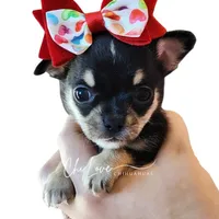 Kissy (On Hold), a male Chihuahua for sale in Red Rock, AZ – Photo 3 of 5