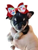 Kissy (On Hold), a male Chihuahua for sale in Red Rock, AZ – Photo 3 of 5