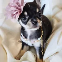 Kissy (On Hold), a male Chihuahua for sale in Red Rock, AZ – Photo 1 of 5