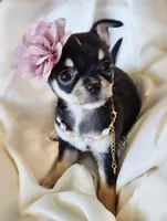 Kissy (On Hold), a male Chihuahua for sale in Red Rock, AZ – Photo 1 of 5