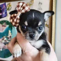 Kissy (On Hold), a male Chihuahua for sale in Red Rock, AZ – Photo 5 of 5