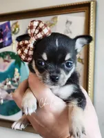 Kissy (On Hold), a male Chihuahua for sale in Red Rock, AZ – Photo 5 of 5