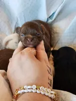 Avery , a female Chihuahua for sale in Red Rock, AZ – 2 of 7