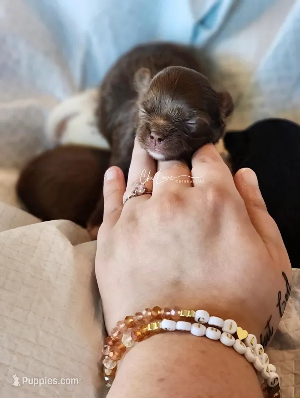 Avery  – Chihuahua puppy for sale in Red Rock, AZ