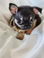 Romeo *ON HOLD*, a male Chihuahua for sale in Red Rock, AZ – Photo 1 of 6