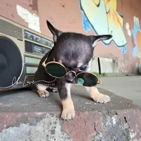 Romeo *ON HOLD*, a male Chihuahua for sale in Red Rock, AZ – Photo 5 of 6