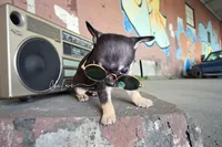 Romeo , a male Chihuahua for sale in Red Rock, AZ – Photo 3 of 5