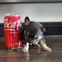 Romeo *ON HOLD*, a male Chihuahua for sale in Red Rock, AZ – Photo 3 of 6