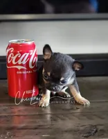 Romeo , a male Chihuahua for sale in Red Rock, AZ – Photo 4 of 5