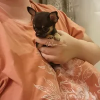 Romeo *ON HOLD*, a male Chihuahua for sale in Red Rock, AZ – Photo 4 of 6