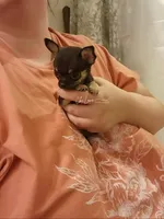 Romeo , a male Chihuahua for sale in Red Rock, AZ – Photo 2 of 5